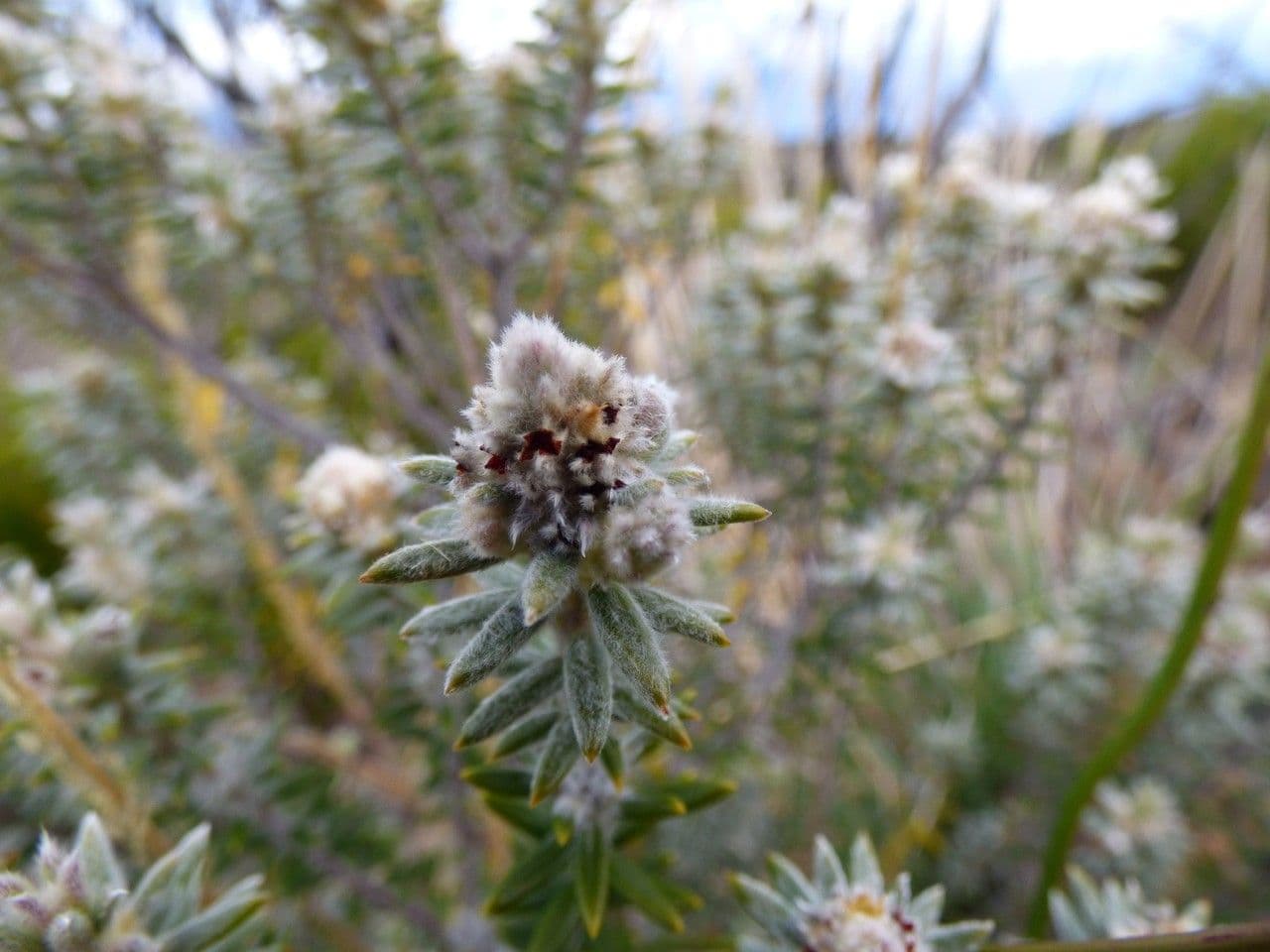 Phylica