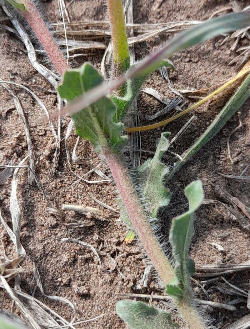 Onagra odorata 4