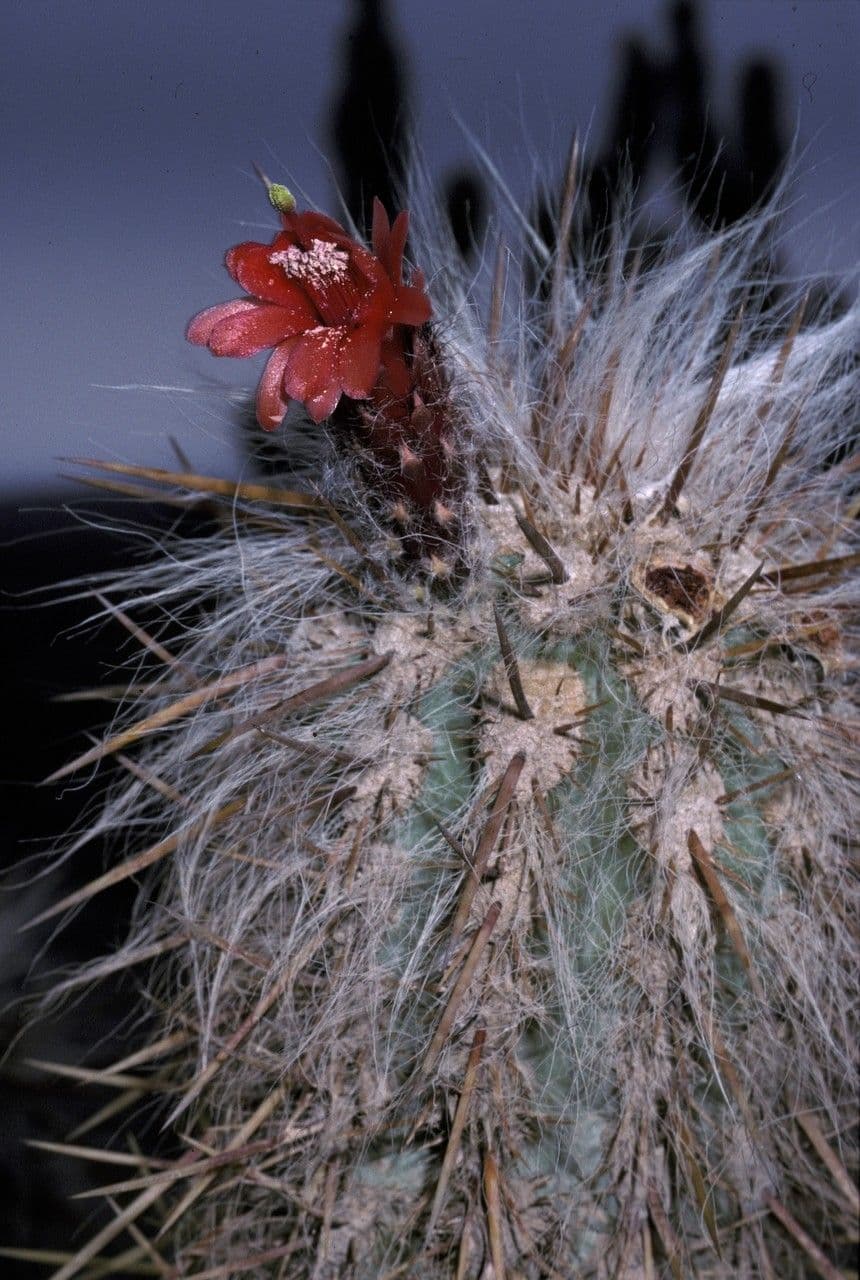 Oreocereus