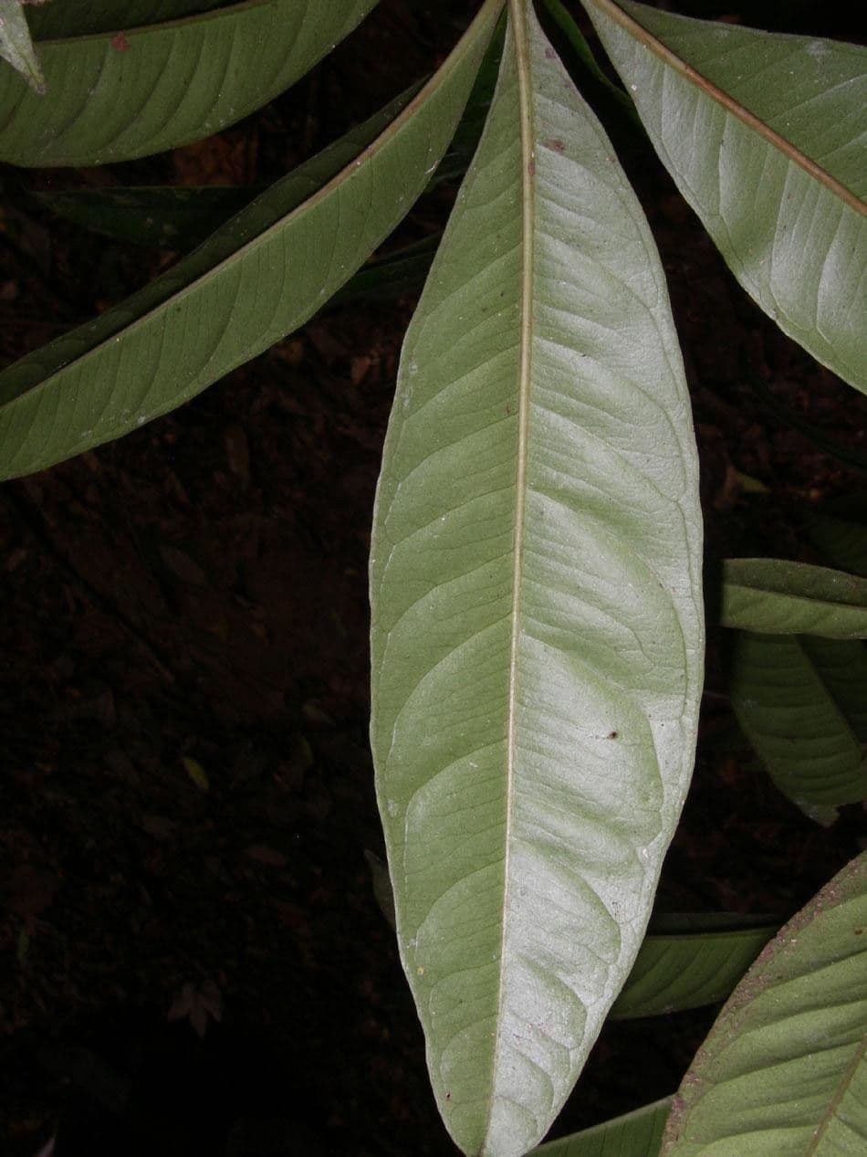 Hymenandra 8