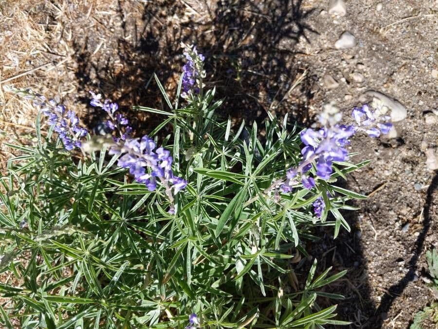 Silbriger Lupine 12