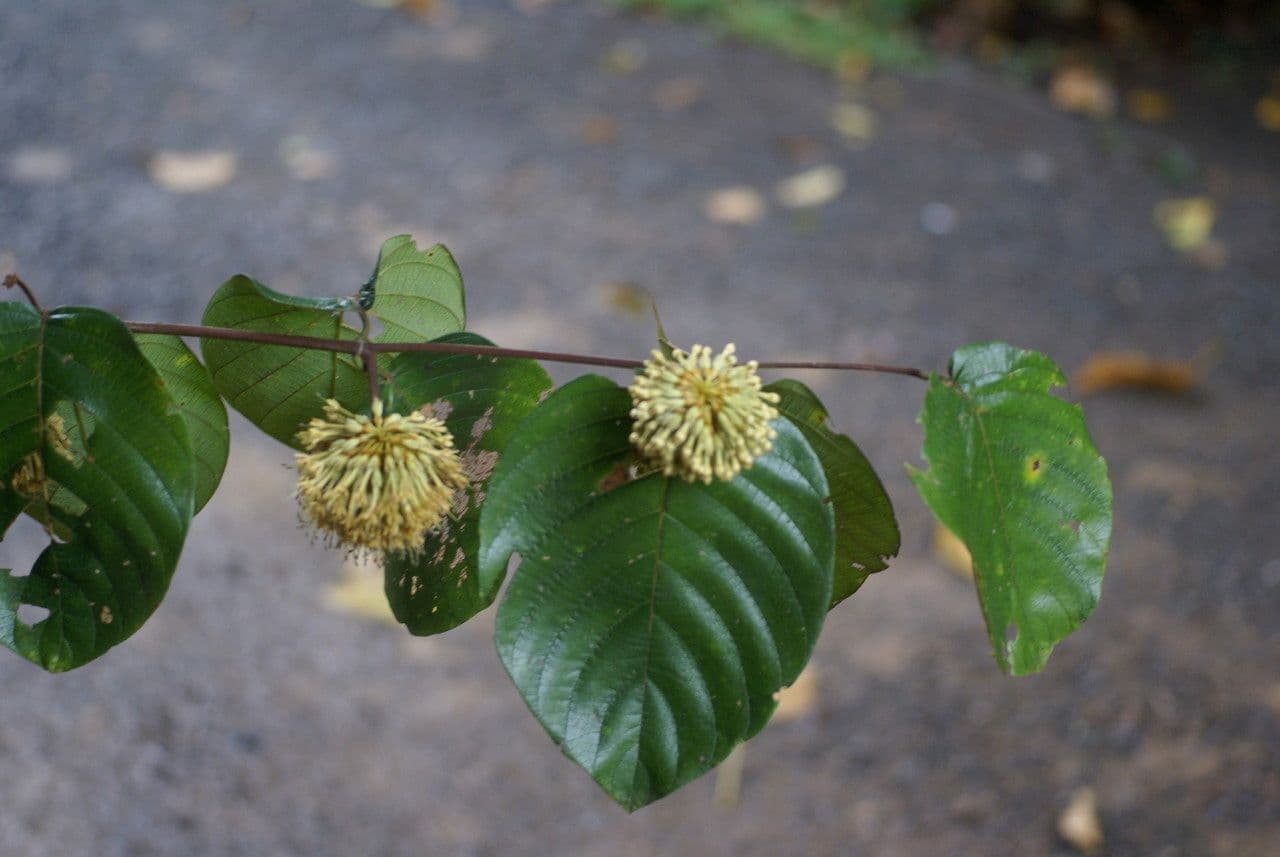 Kadamba 15
