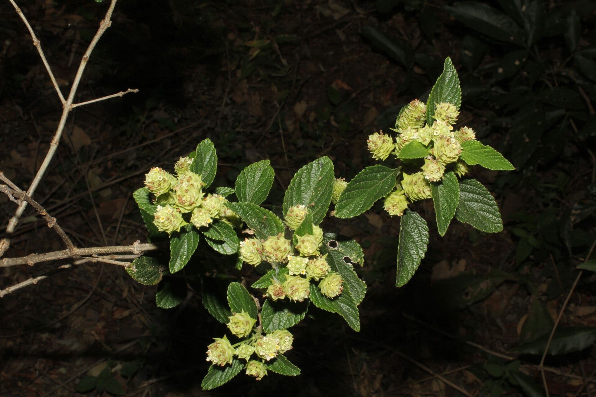 Lippia 13