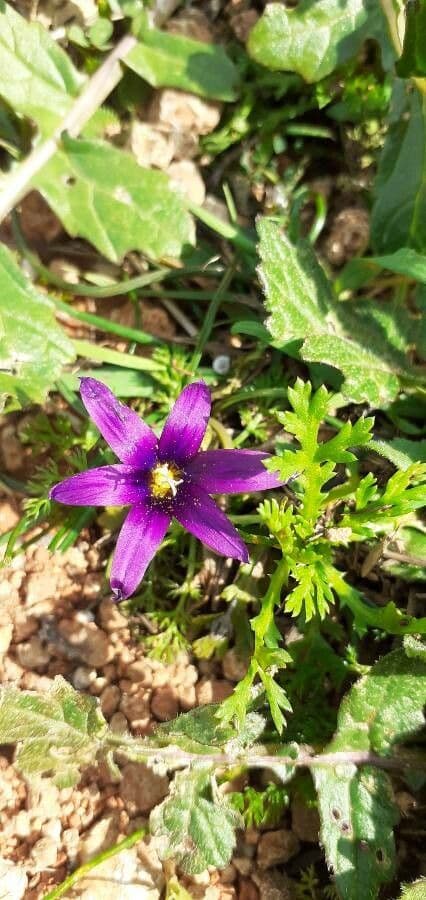 Romulea 6