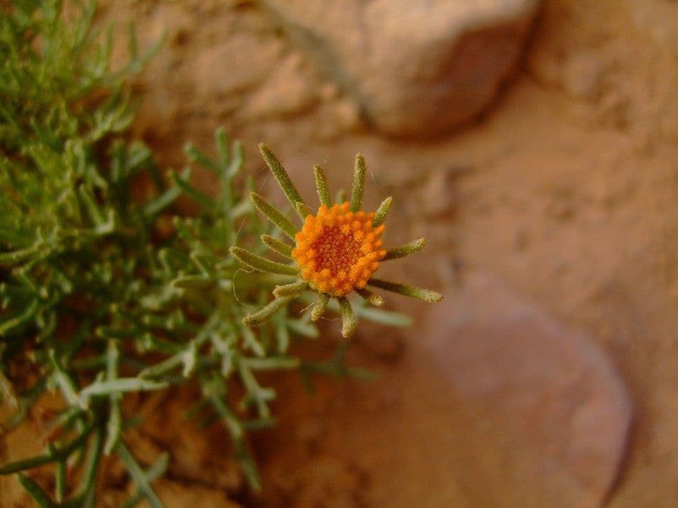 Perralderia 15