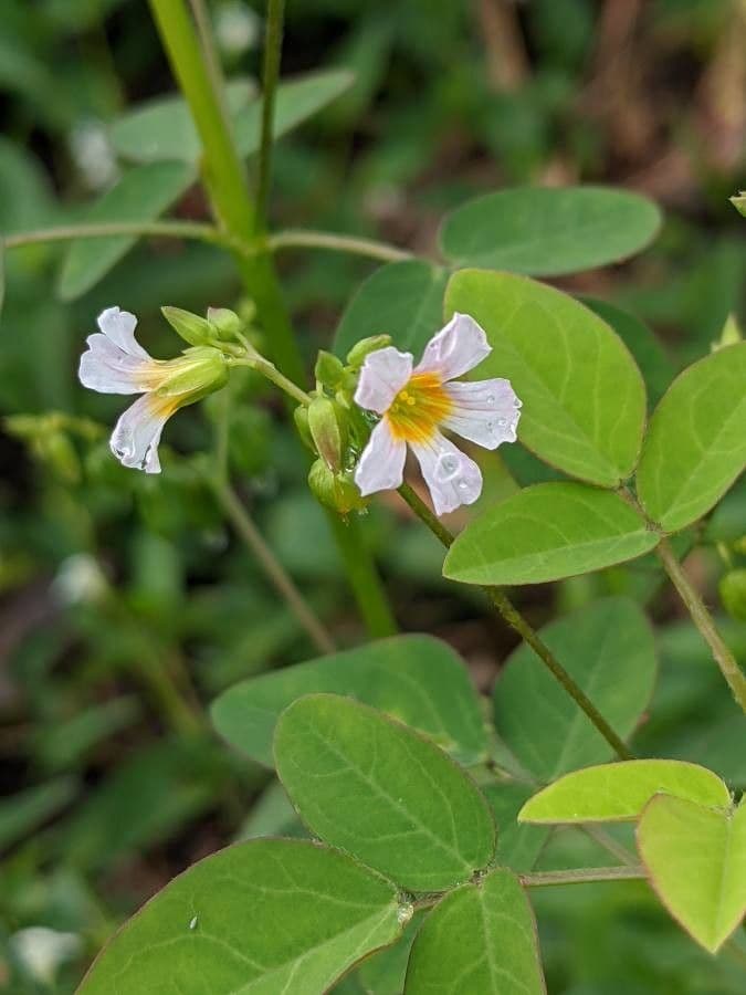 Acetosa di Barrelier 7