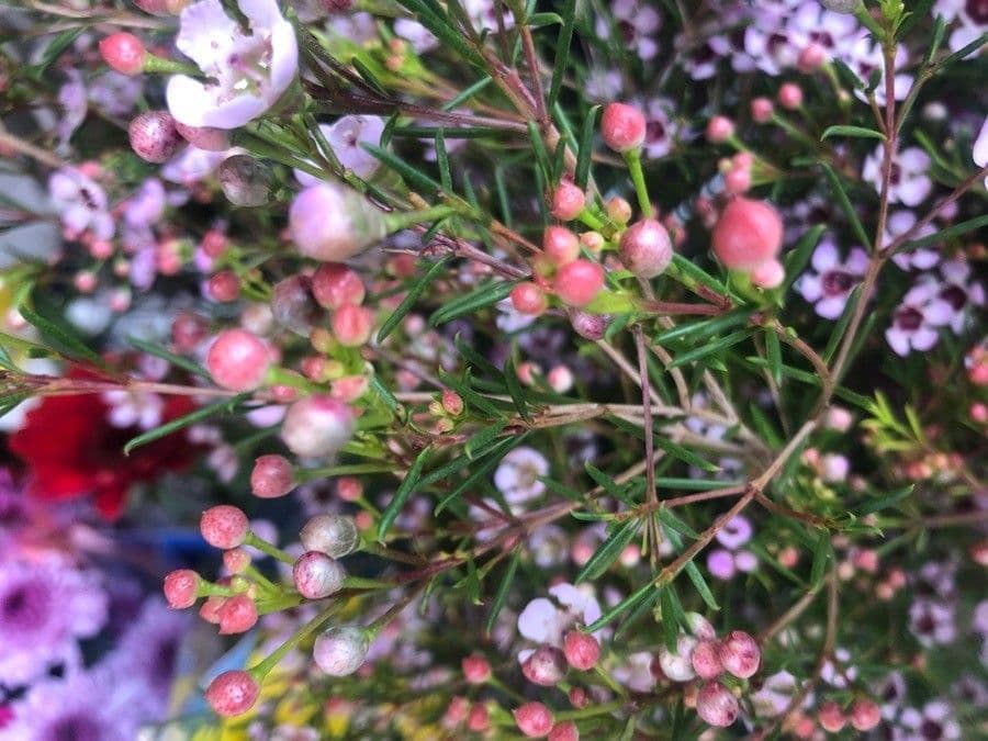Chamelaucium uncinatum 2