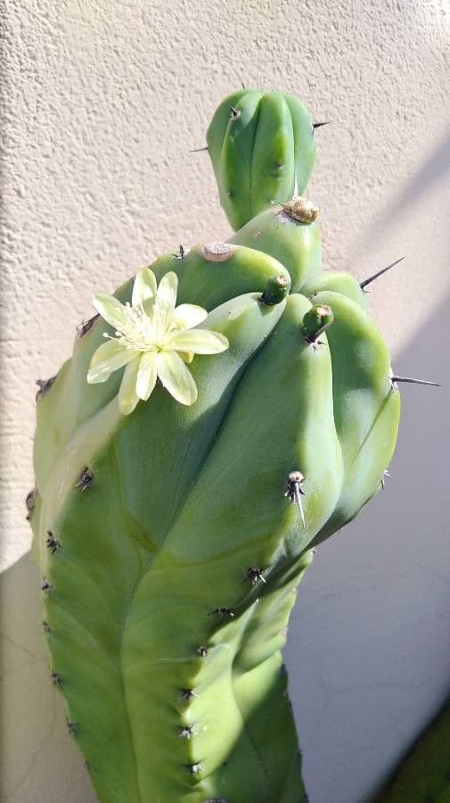 Myrtillocactus