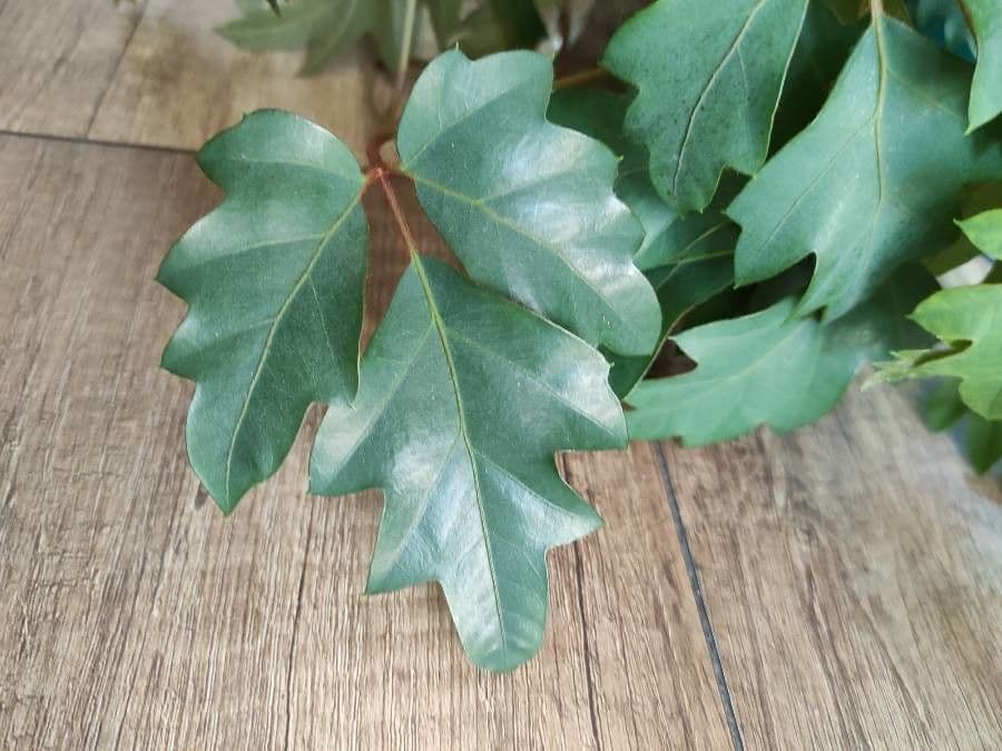 Cissus alato 16