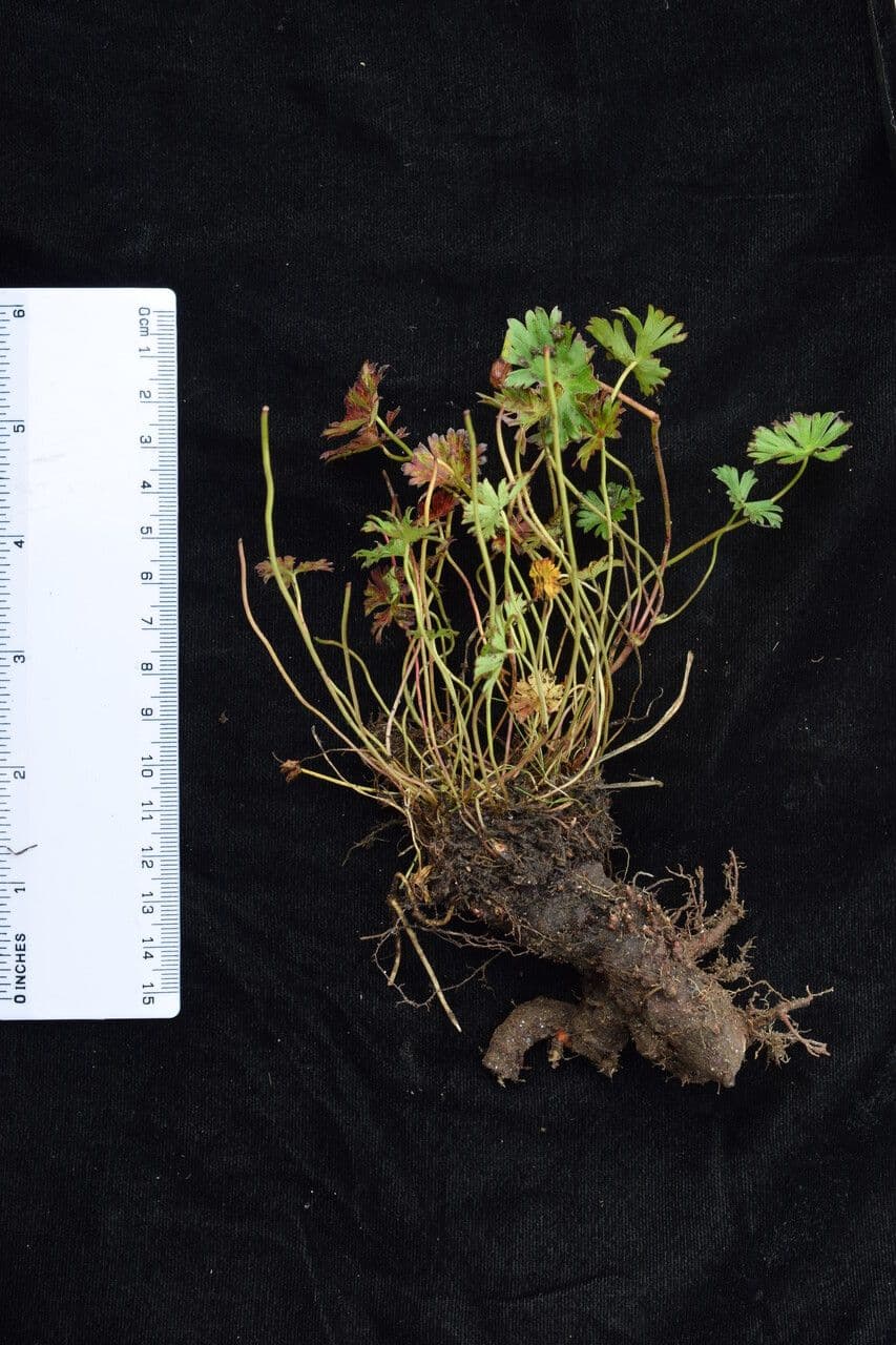 Nakao-Storchschnabel 3