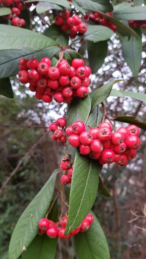 Cotoneaster 3