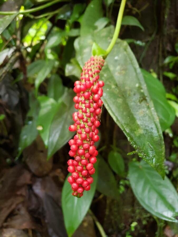 Anthurium di Baker 2