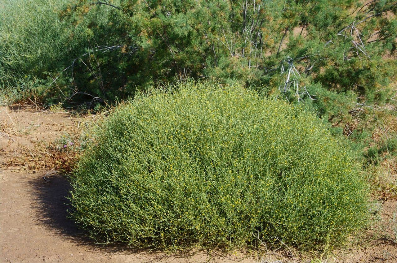 Pulicaria 7