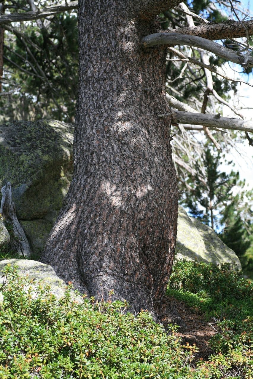 Pino uncinato 13
