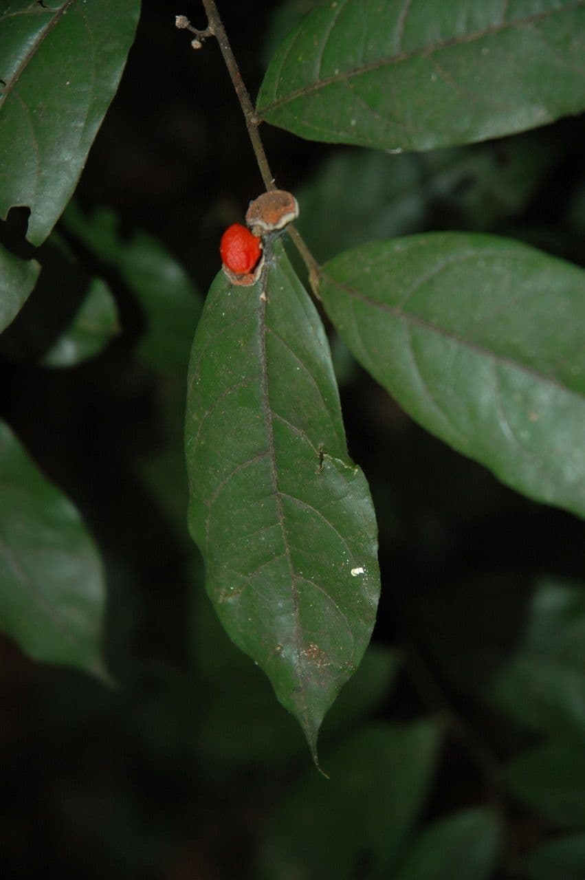 Dichapetalum