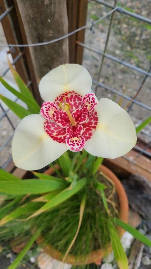 Tigridia 3
