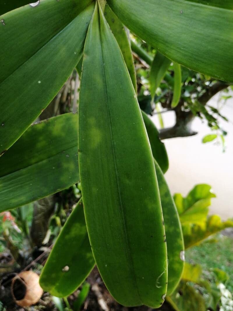 Epidendrum 7