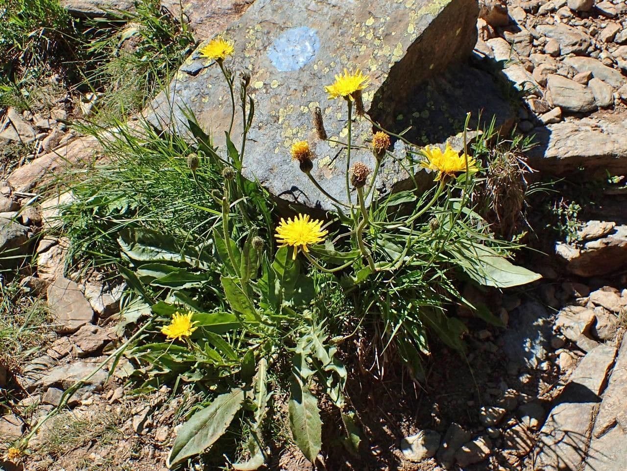 Crepis conyzifolia 12