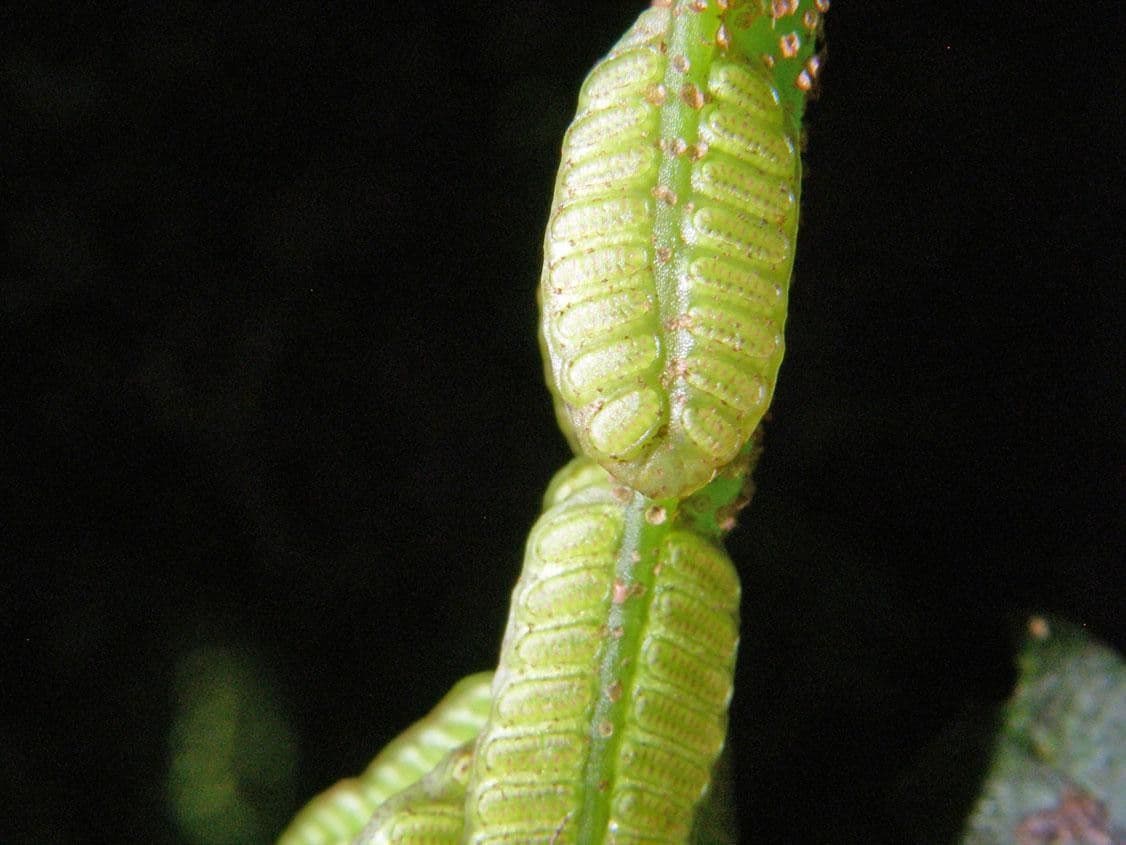 Danaea 5
