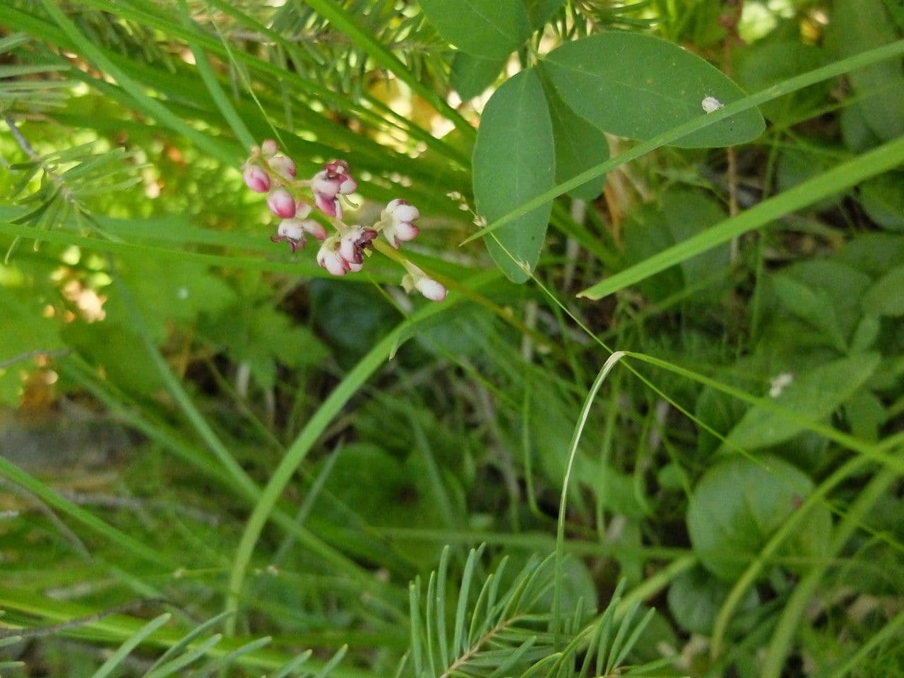 Pirolo asariforme 10