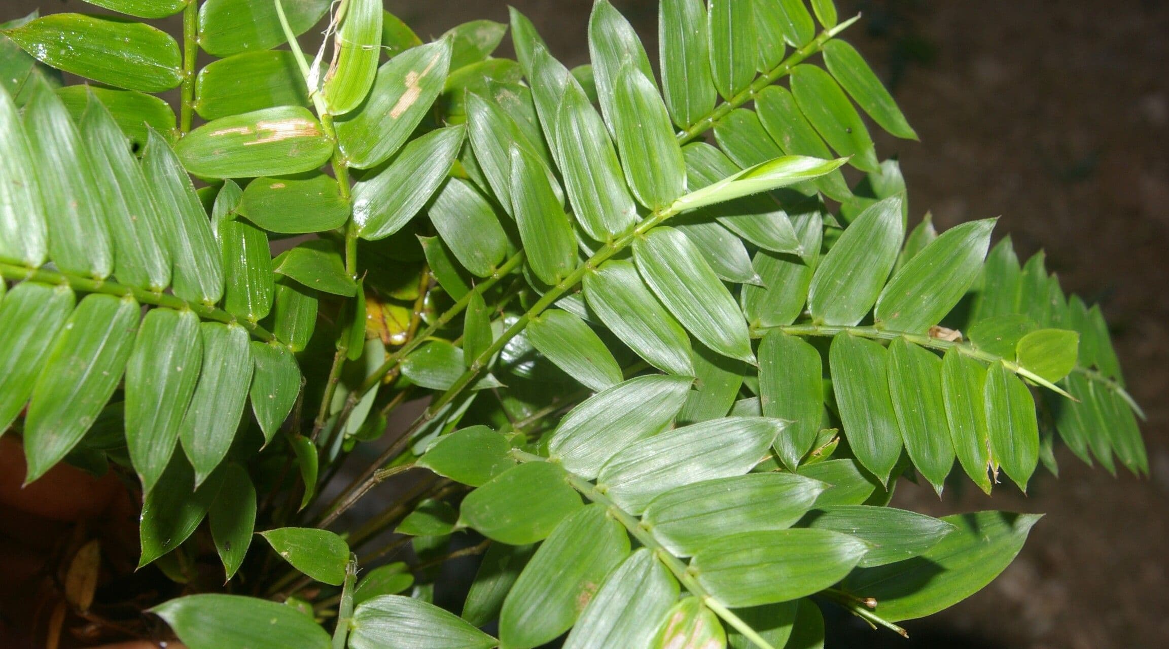 Cryptochloa 5
