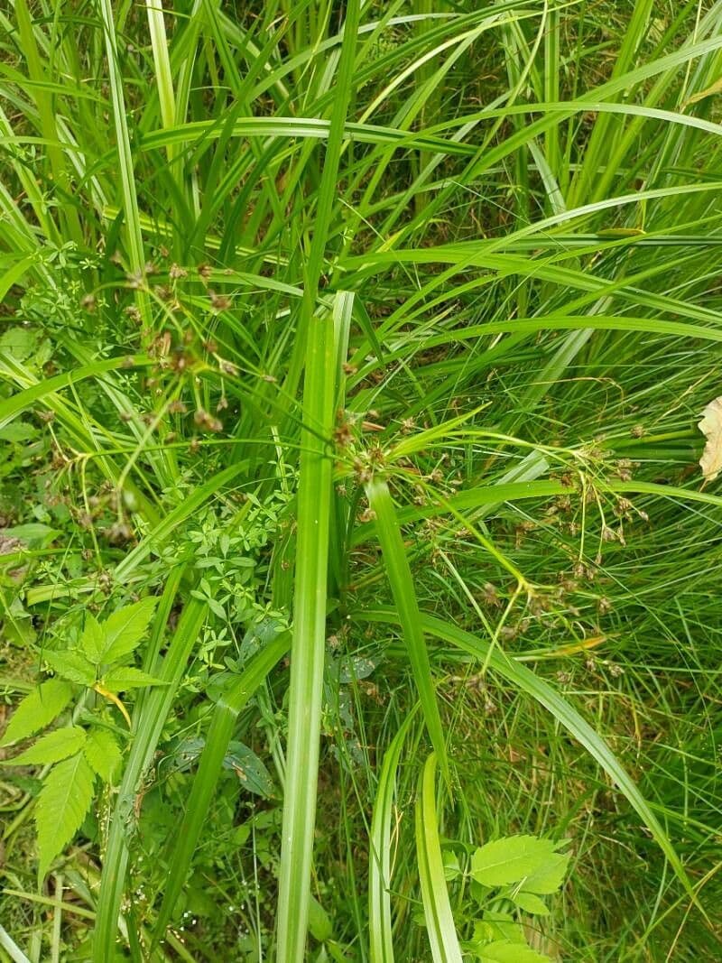 Wald-Simse 18