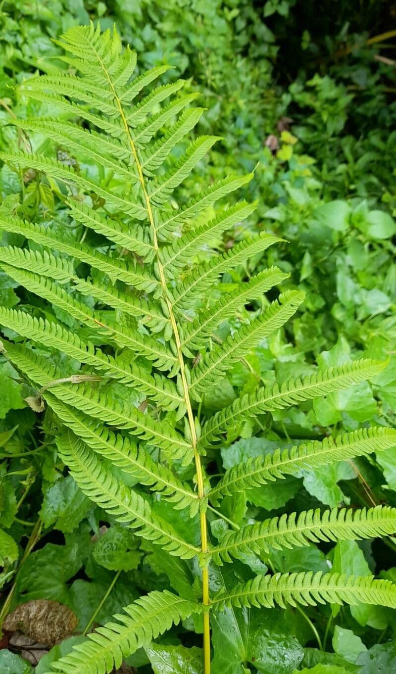 Thelypteris 2