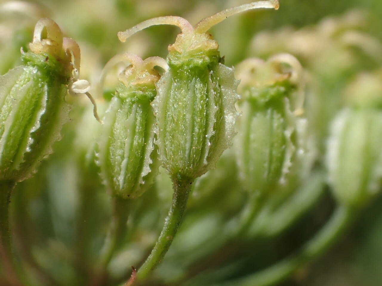 Broadleaf sermountain 4