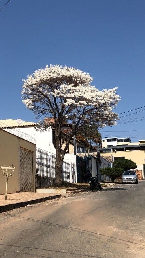 Tabebuiya 5