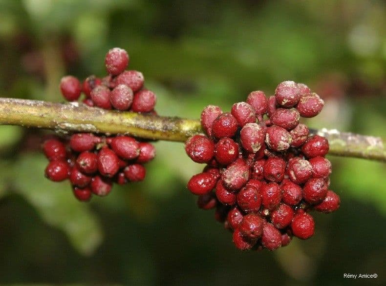 Amborella 5
