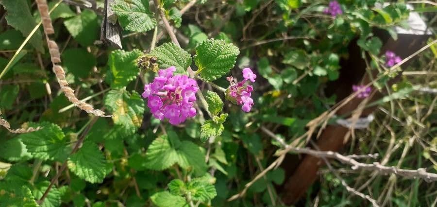Lantana