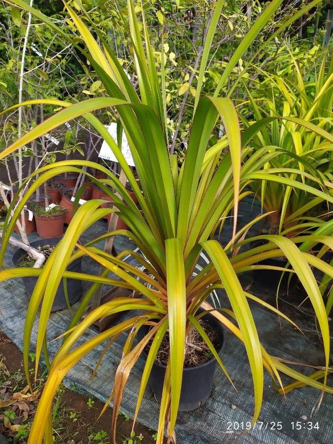 Pandanus 13