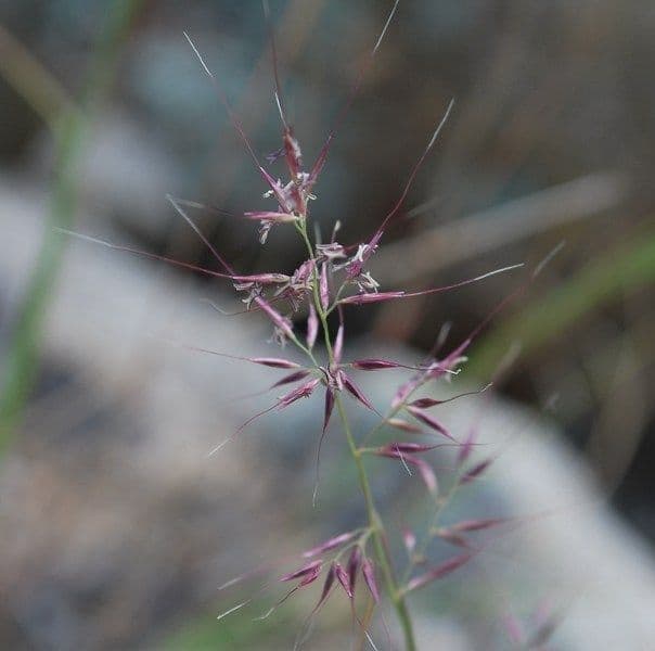 Muhlenbergia 4