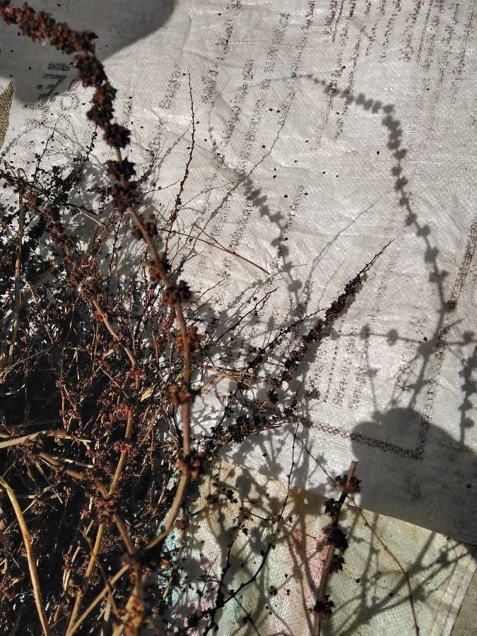 Rumex dentatus