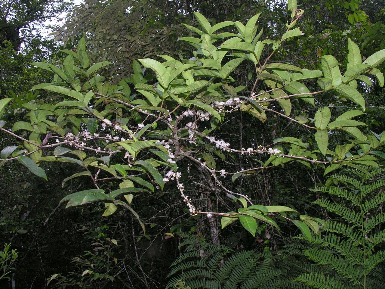 Eugenia 2