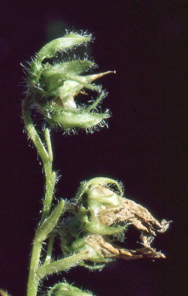 Campanula barbata 4