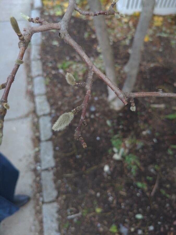 Magnolia stellata 2