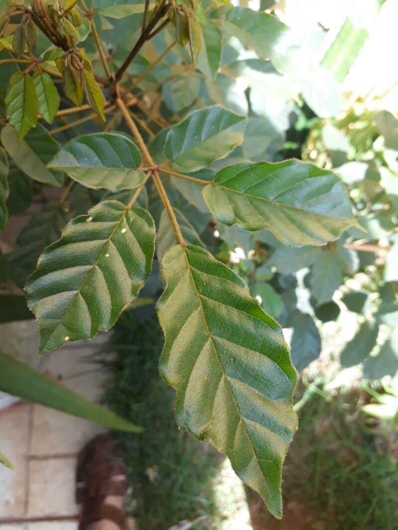 Handroanthus 10