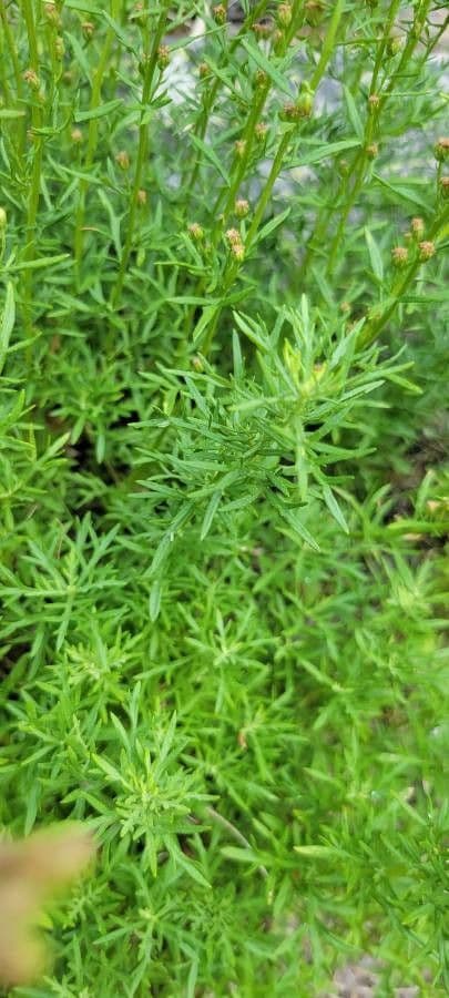 Artemisia 4