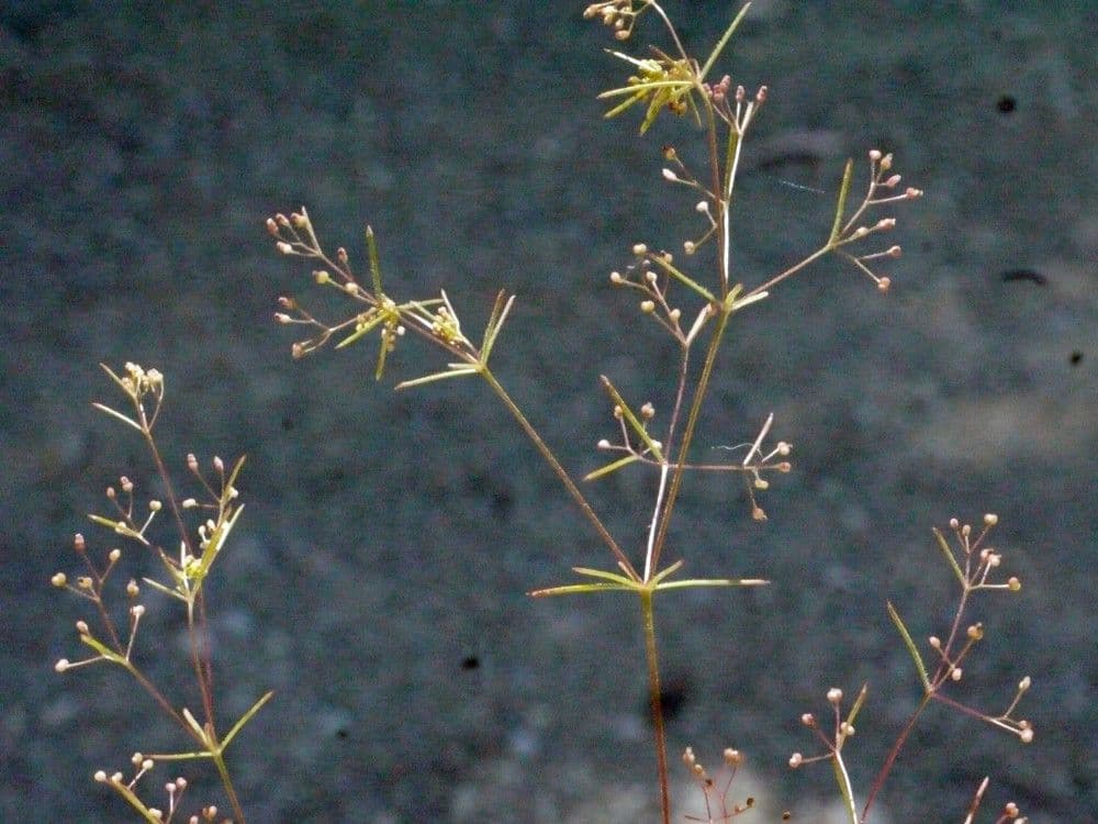 Rubiacea 18