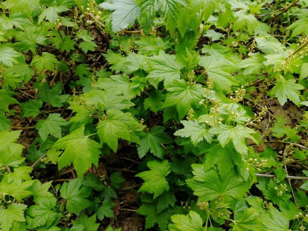Ribes ghiandoloso 4