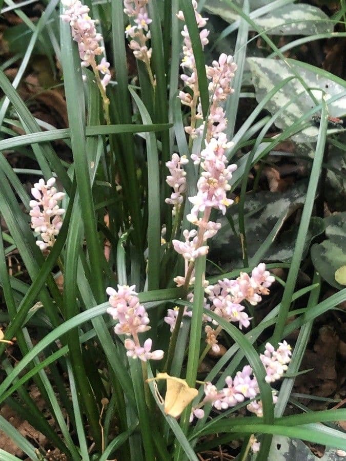 Liriope graminifolia