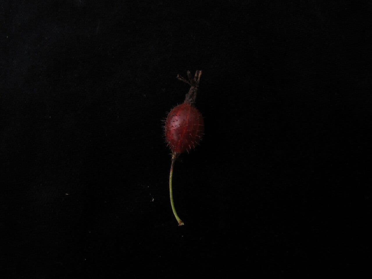 Ribes 7
