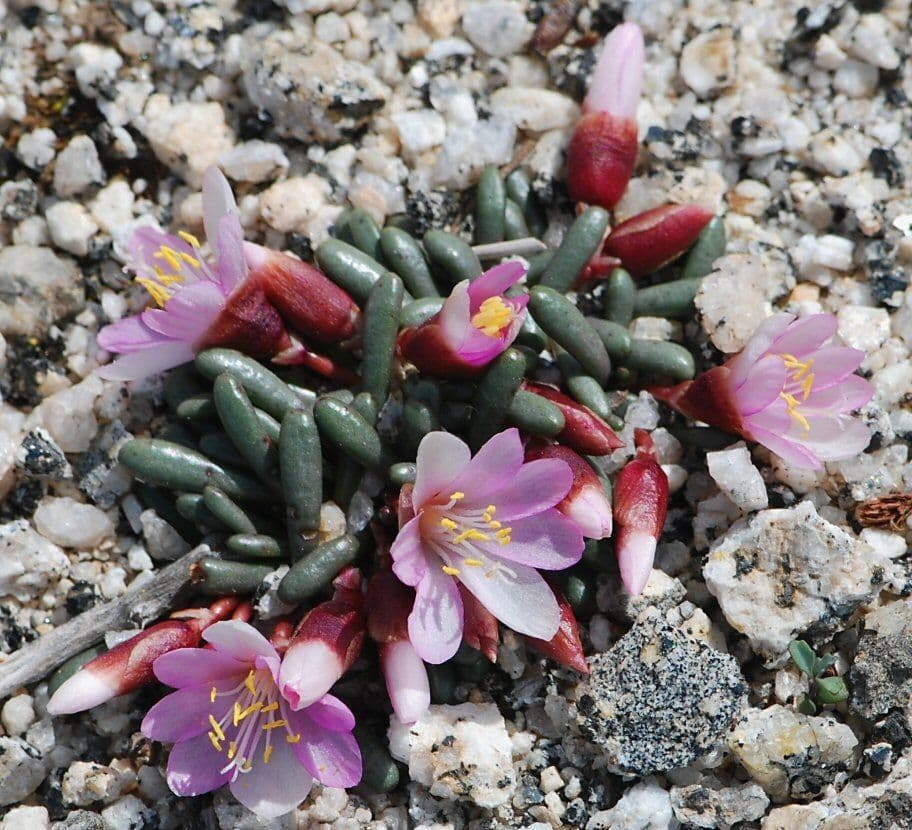 Lewisia 4