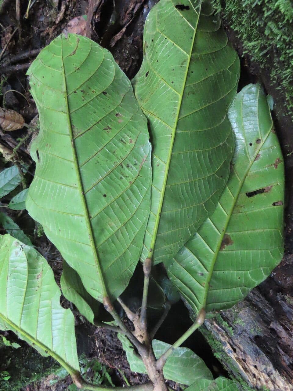 Sloanea 10