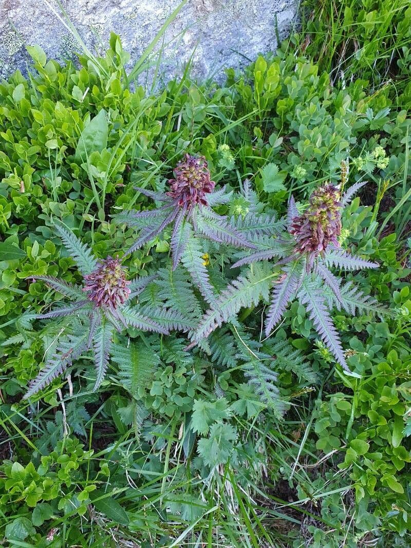 Pedicularis senza becco 17