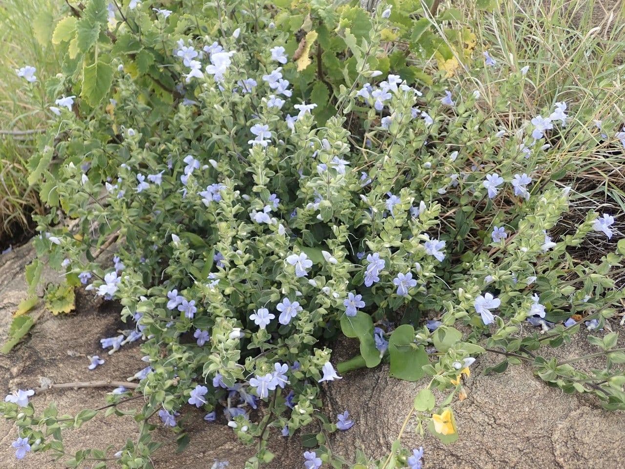 Barleria 7