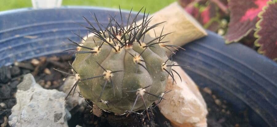 Copiapoa gris 6