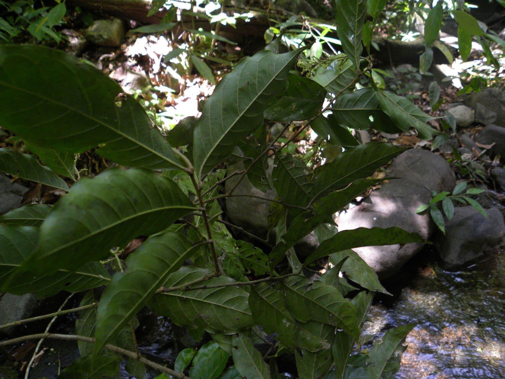 Hirtella triandra 11