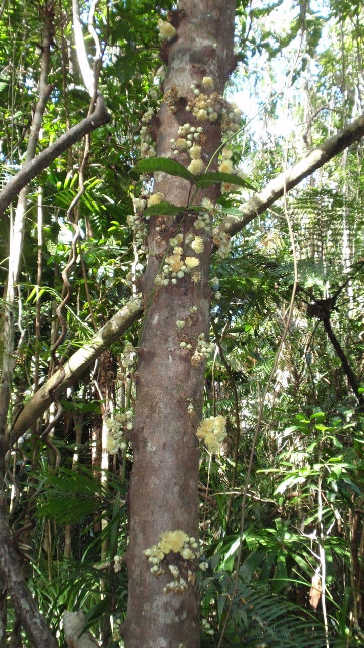 Syzygium 8